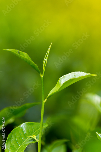 Tea leaves in Fresh Garden.