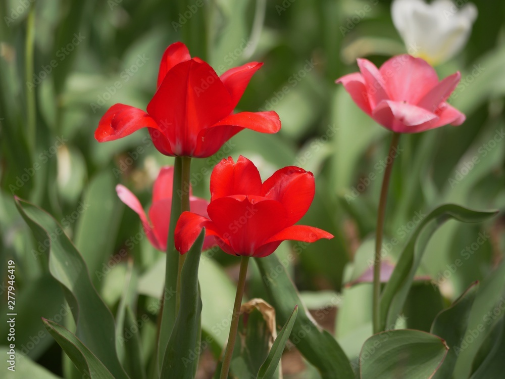 Red and peach tulips blooming in a garden Red and peach tulips blooming in a garden