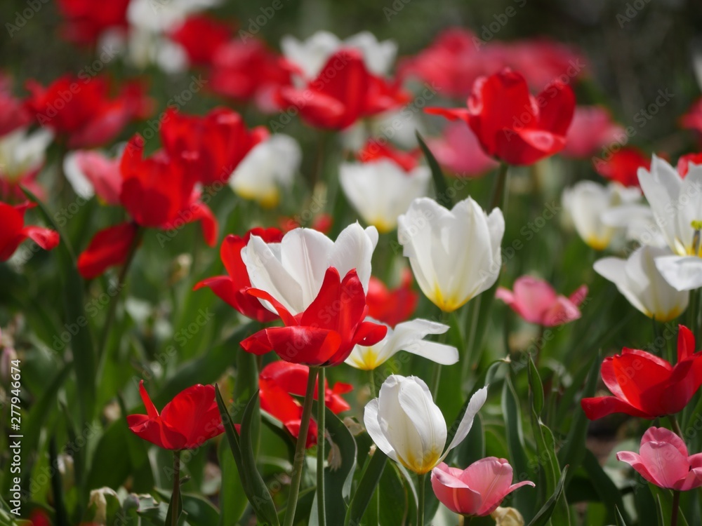 Red and white tulip flowers with blurred background Red and white tulip flowers with blurred background