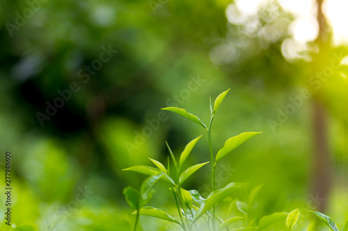 Tea leaves in Fresh Garden. photo
