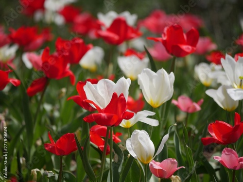 Red and white tulip flowers with blurred background