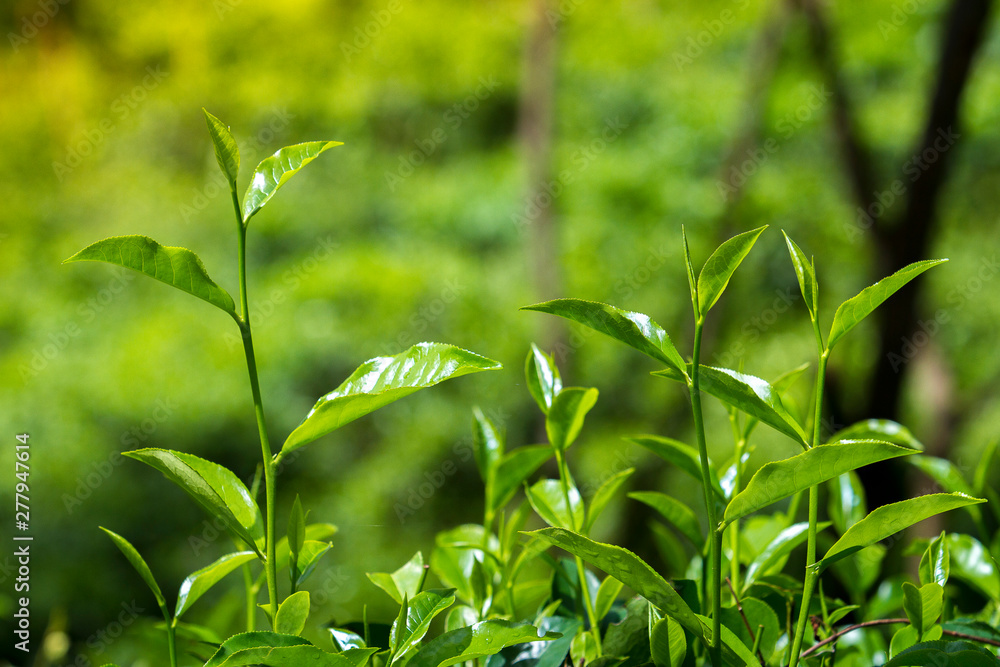 Tea leaves in Fresh Garden. Tea leaves in Fresh Garden.