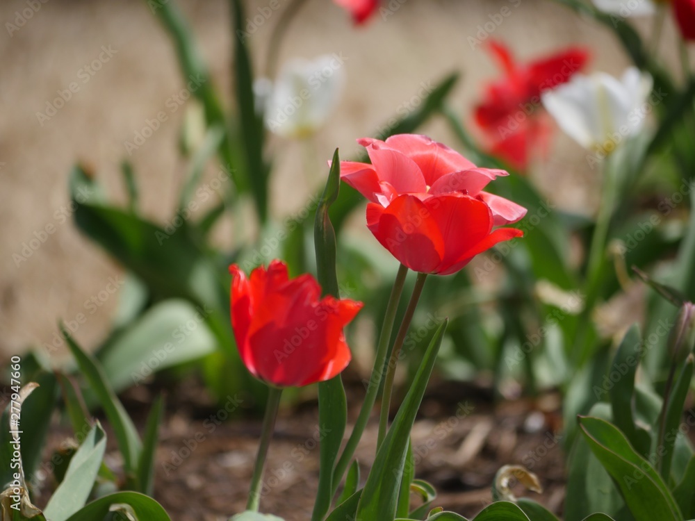 Close up of three red and light pink tulips in bloom, soft background Close up of three red and light pink tulips in bloom, soft background
