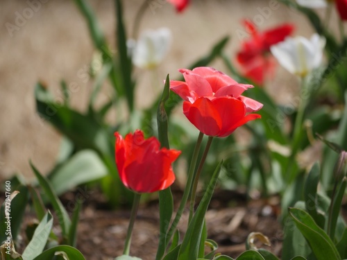 Close up of three red and light pink tulips in bloom  soft background