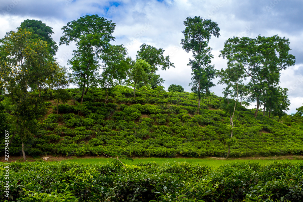 Tea resort field landscape in Moulovibazar, Bangladesh.