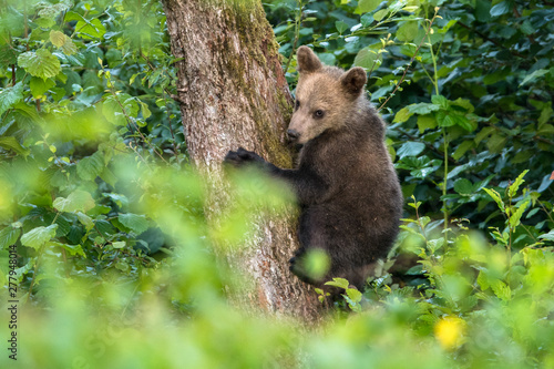 Young brown bear climbing on the apple tree. Carpathian mountains. Poland