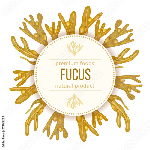 Fucus vesiculosus. Bladderwrack Seaweed, sea plant. realistic. Round badge label template.