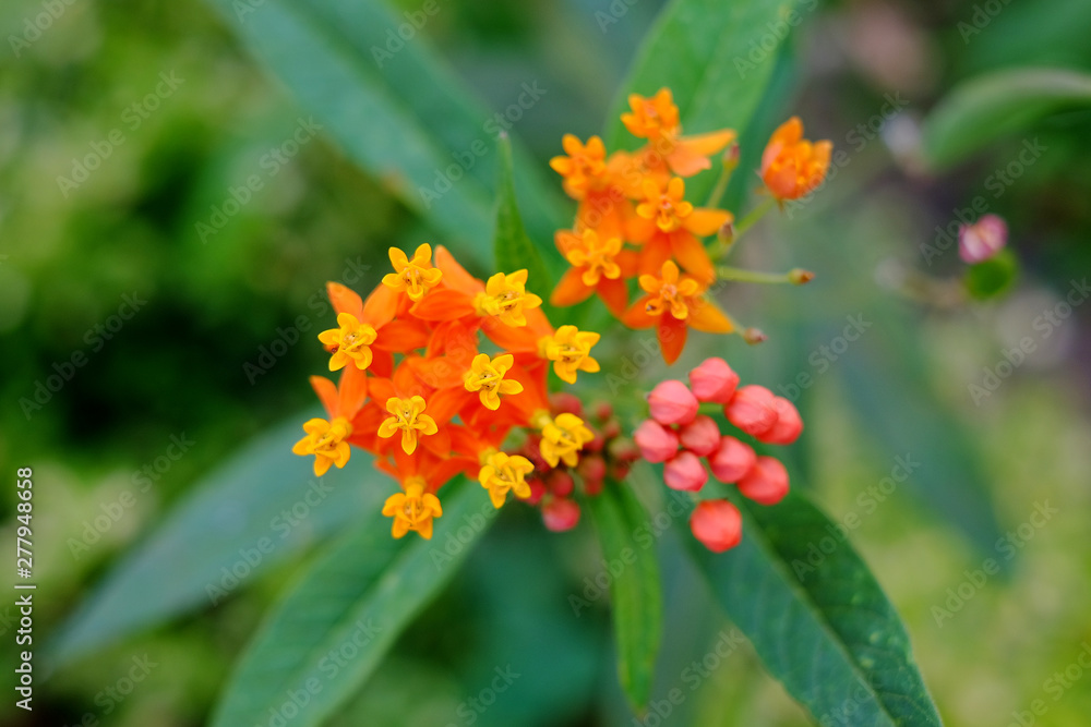 Orange and red delicate adorable perfect small flowers, summer in the garden. Orange and red delicate adorable perfect small flowers, summer in the garden.