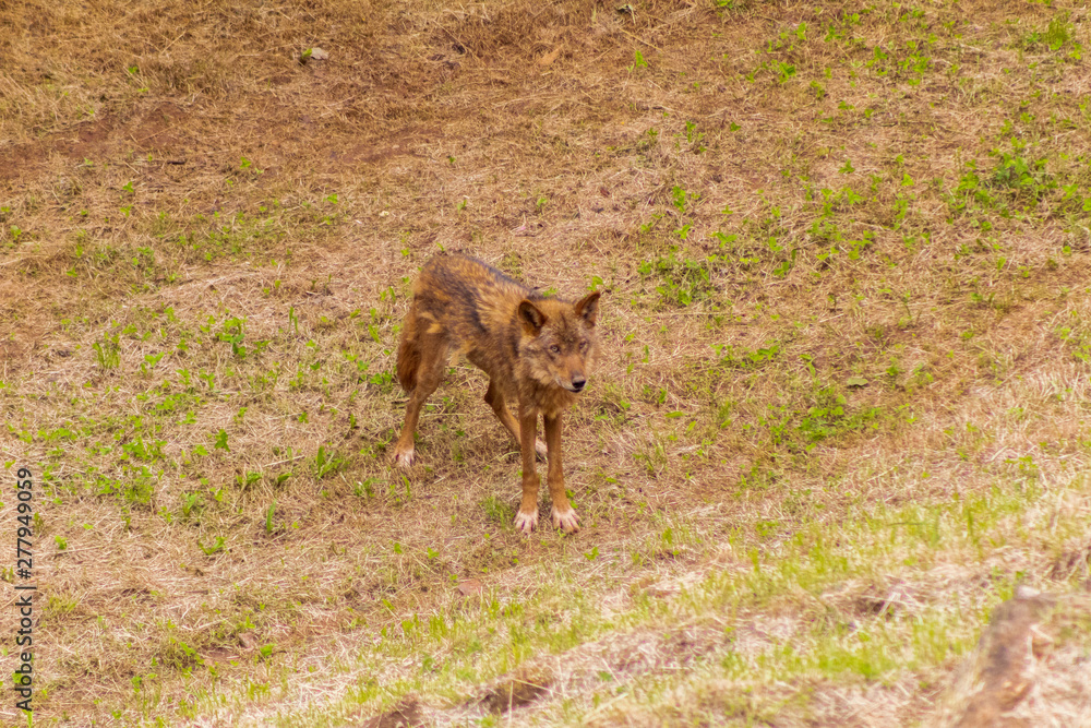 an Iberian wolf resting and walking through its enclosure full of green grass an Iberian wolf resting and walking through its enclosure full of green grass