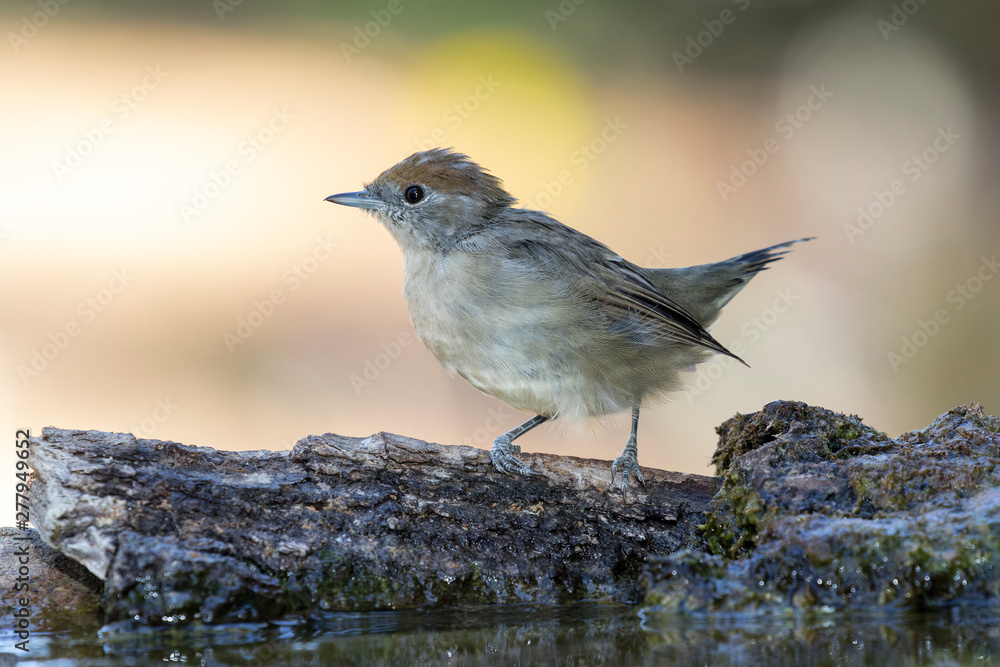 Blackcap female changing the plumage posing on a trunk on a uniform background