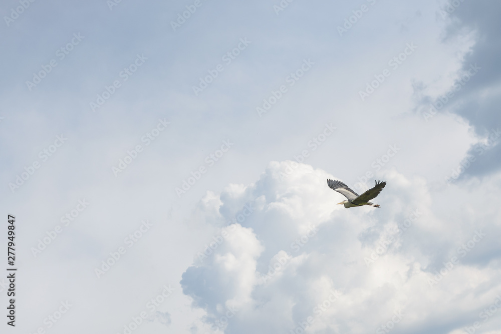 grey heron above the clouds