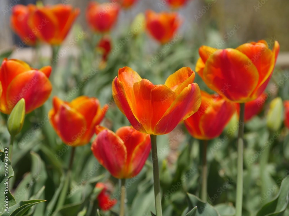 Cropped, side view level shot of yellow orange tulips in a garden park Cropped, side view level shot of yellow orange tulips in a garden park