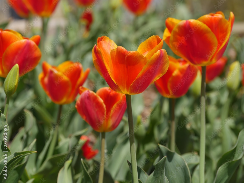 Side view level shot of yellow orange tulips in a garden park