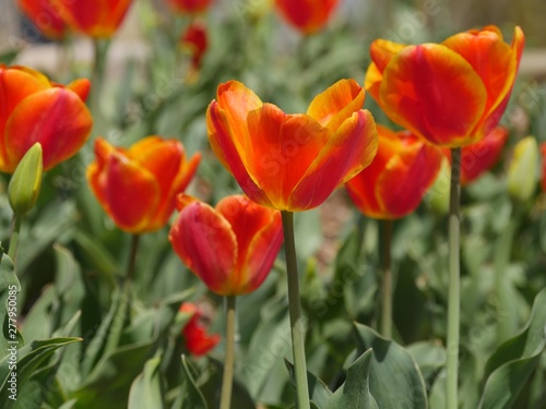 Side view level shot of yellow orange tulips in a garden park