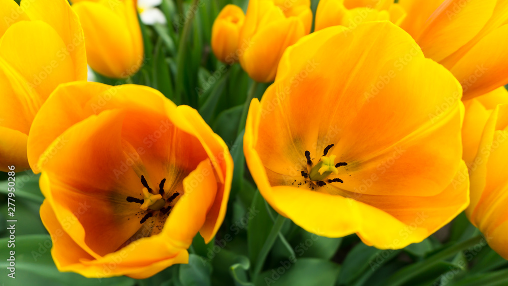 flowers tulips in dutch park wallpaper background flowers tulips in dutch park wallpaper background