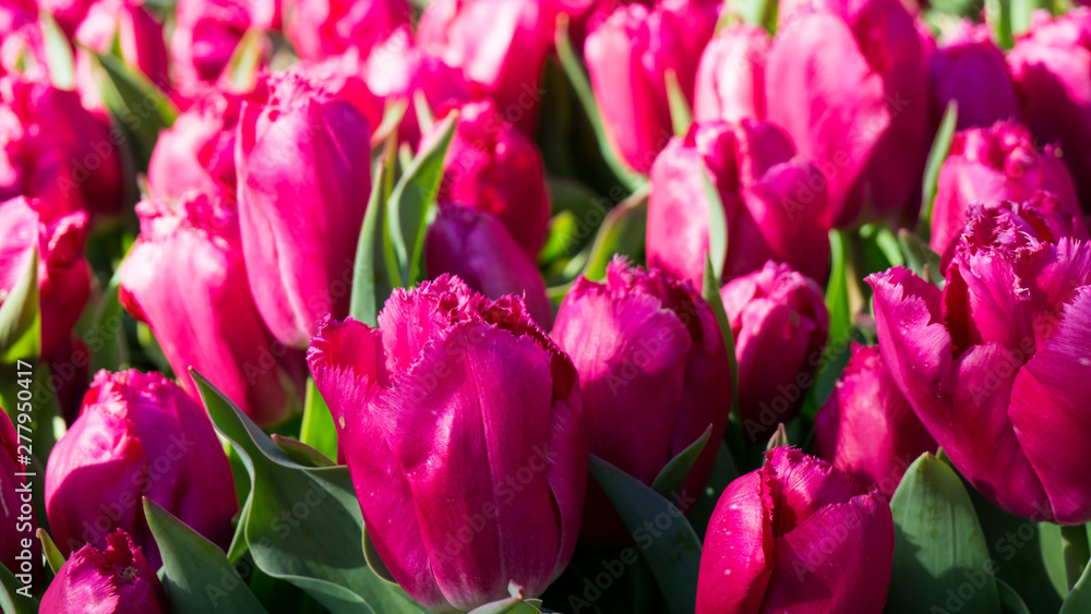 flowers tulips in dutch park wallpaper background flowers tulips in dutch park wallpaper background