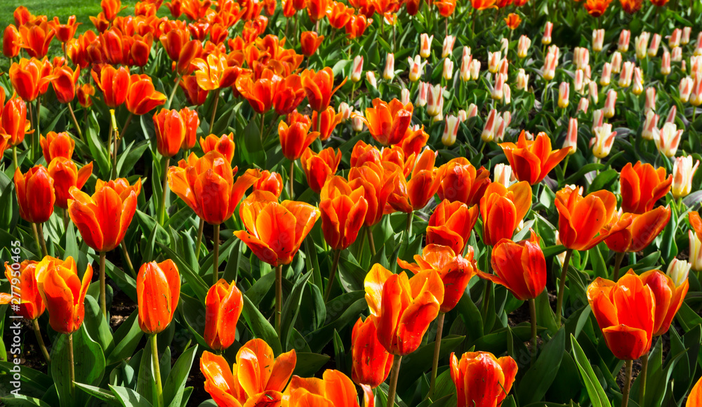 flowers tulips in dutch park wallpaper background flowers tulips in dutch park wallpaper background