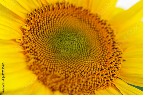 Sunflower natural background. Sunflower blooming. Close-up of sunflower