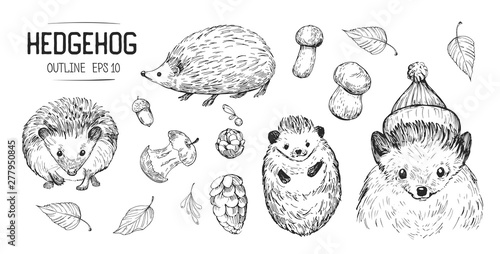 Sketches of hedgehog. Hand drawn illustrations converted to vector