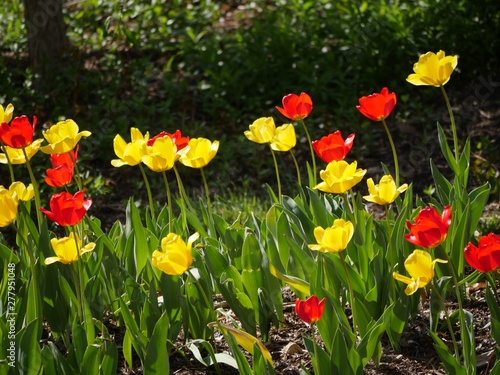 Cropped shot of beautiful blooming red and yellow tulips in a garden