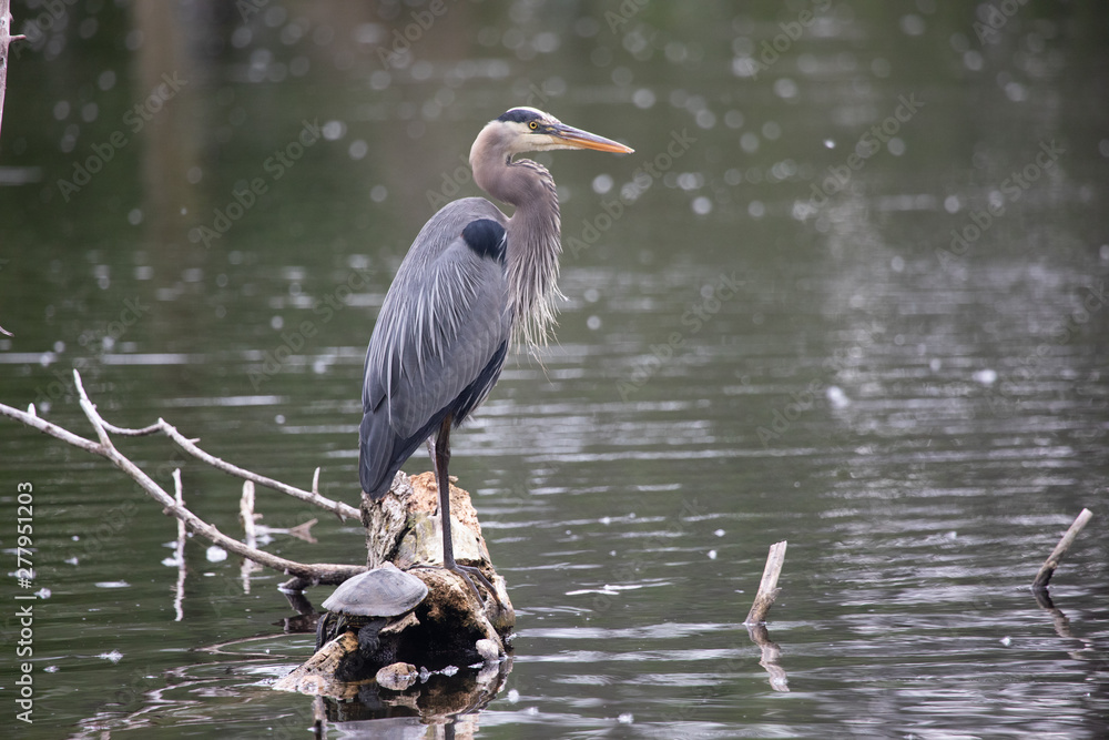 Naklejka premium Fauna Birds Shorebirds Great Blue Heron Standing Tall Turtle Accompaniment