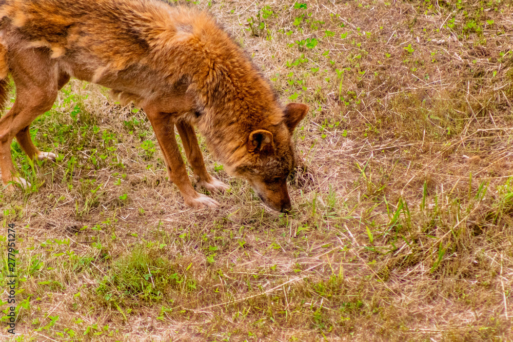 Fototapeta premium an Iberian wolf resting and walking through its enclosure full of green grass