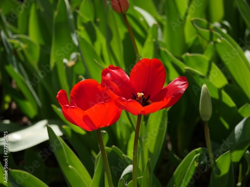 Close up side view of blooming red tulips in a garden
