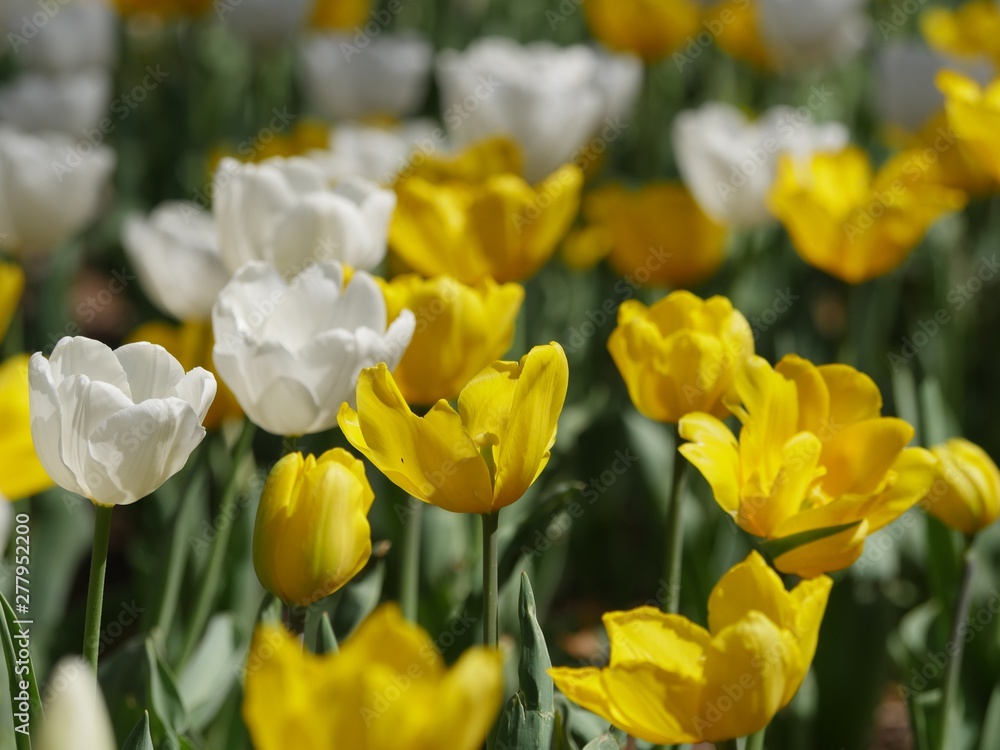 Yellow tulips, with blurred white tulips in the background Yellow tulips, with blurred white tulips in the background
