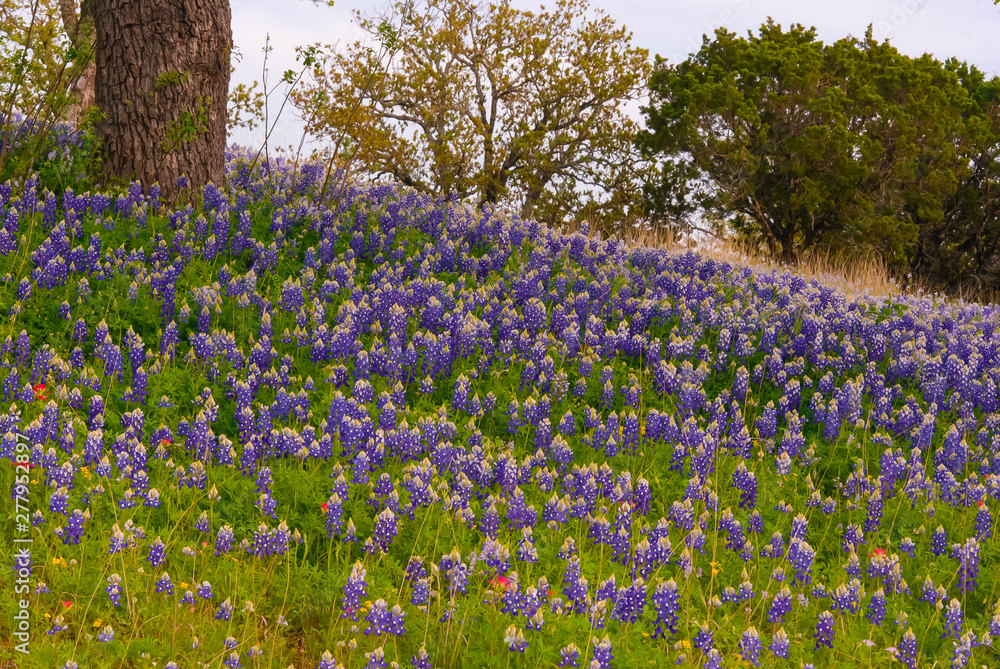 Bluebonnets in Shade of Live Oak Tree in Texas Hill Country in Early Spring Bluebonnets in Shade of Live Oak Tree in Texas Hill Country in Early Spring