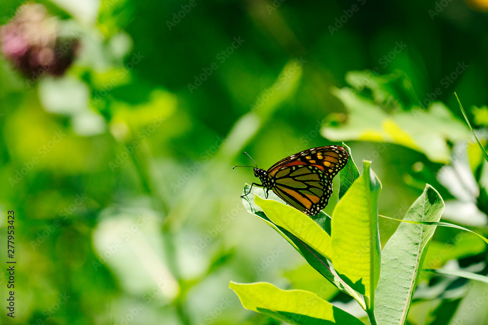 Closeup view of a Monarch Butterfly on a milkweed leaf Closeup view of a Monarch Butterfly on a milkweed leaf