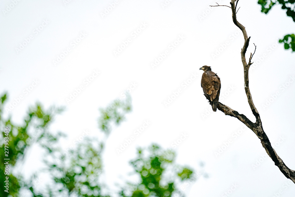View from below of a juvenile Bald Eagle perched on a bare branch View from below of a juvenile Bald Eagle perched on a bare branch