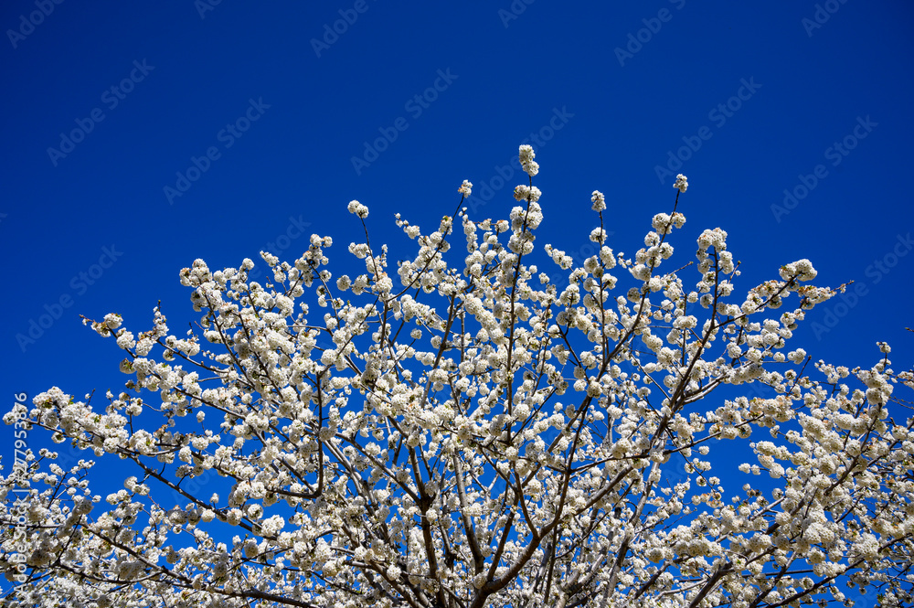 Cherry blossom in the Valle del Jerte_C·ceres_Spain Cherry blossom in the Valle del Jerte_C·ceres_Spain