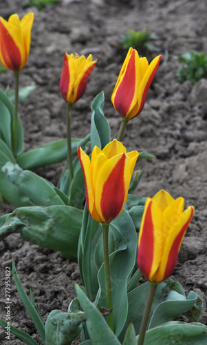 Spring flowering tulips kaufmanniana photo