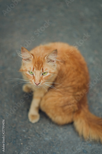 adult red cat with green eyes sitting on the pavement, looks into the frame