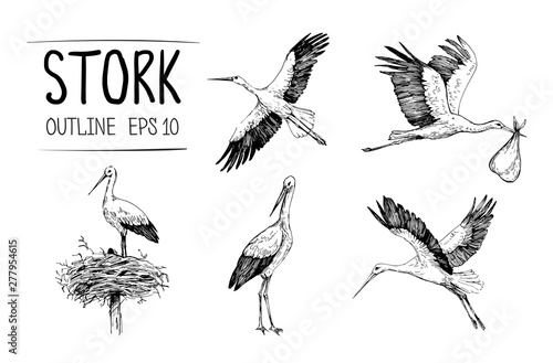 Sketch of stork illustrations. Hand drawn illustrations converted to vector photo