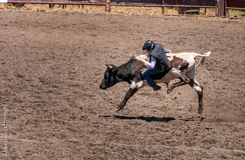 Calf Riding at a rodeo. A youth is trying to stay on the back of a calf. He is falling off on the left side at the calf is bucking. The youth is wearing a helmet and jacket for protection. 