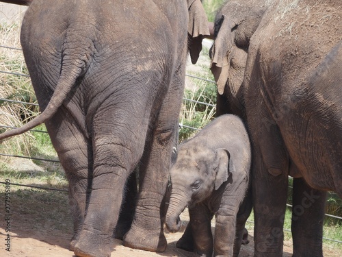 A baby elephant rubs itself against two adult elephants 