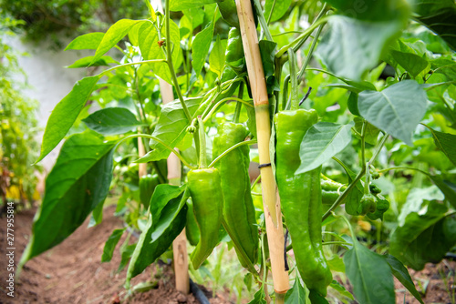 Plants of Italian green peppers, Capsicum annuum, with the fruit still unripe, in the branch of its plant without collecting Fototapete