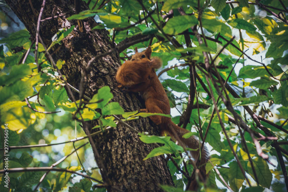 Red squirrel carries in its teeth its cub Red squirrel carries in its teeth its cub