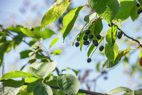 Berries of bird-cherry on a branch photo