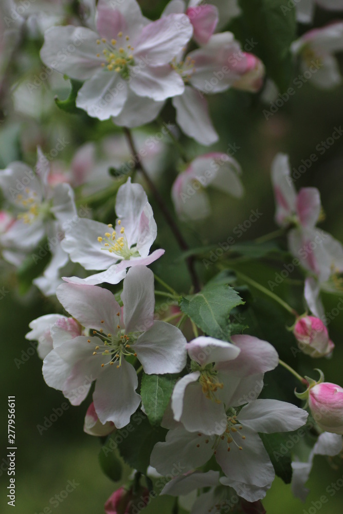 Obraz premium blooming apple tree