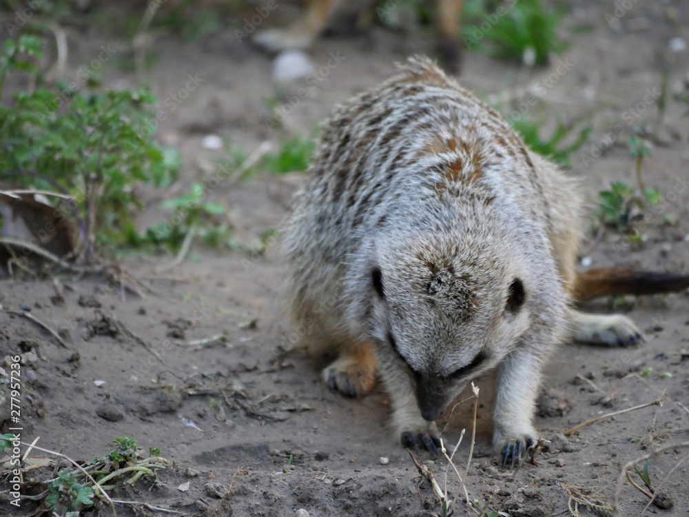 A meerkat on the ground, with it’s snout on the ground A meerkat on the ground, with it’s snout on the ground