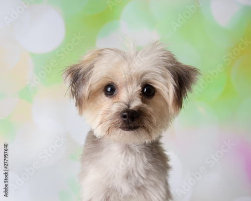 Morkie Yorkie Maltese Mix Dog Face Portrait