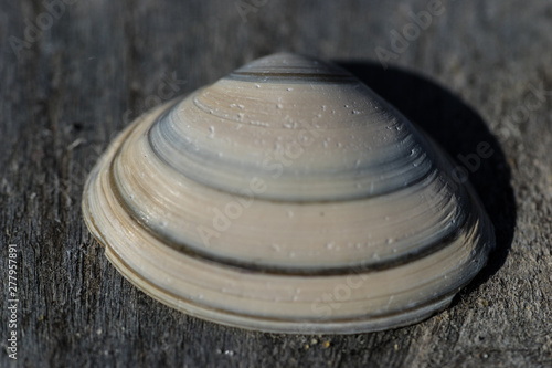 sea shell