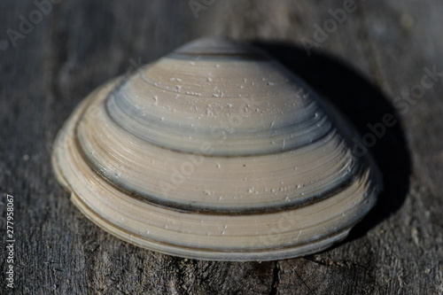 sea shell