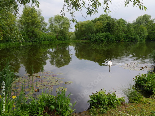 Idyllic little pond, amply surrounded by vegetation, trees, reeds, water lilies, aquatic plants, a swan swims photo