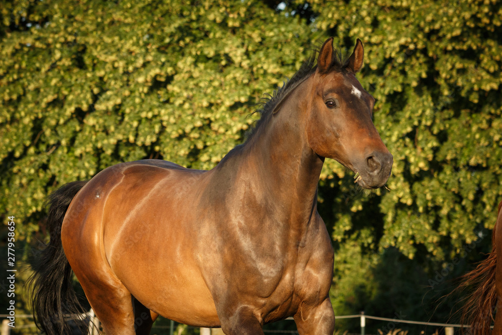 Fototapeta premium Pferd läuft auf der Weide