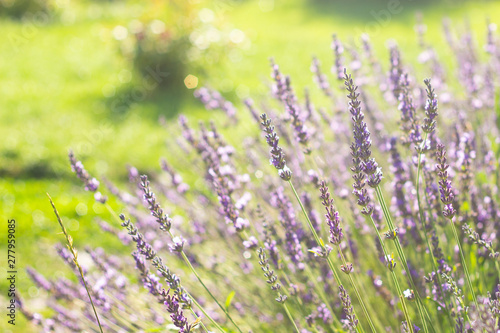 Lavender flowers at sunlight in a soft focus  pastel colors and blur background. Violet lavande field in Provence with place for text on the top left corner.