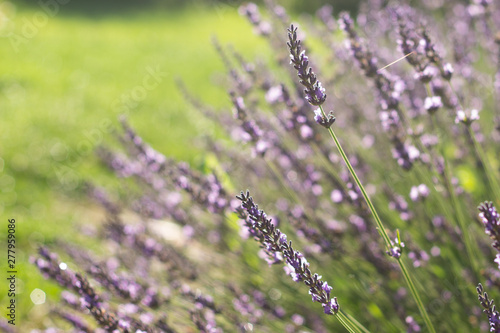 Lavender flowers at sunlight in a soft focus, pastel colors and blur background. Violet lavande field in Provence with place for text on the top left corner.