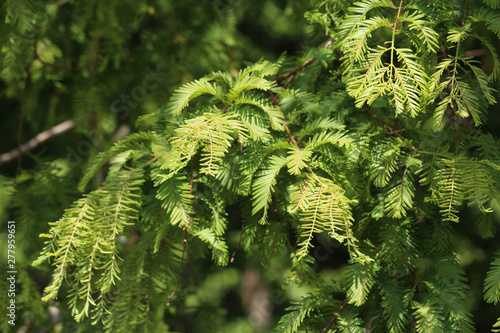 Taxodium distichum (bald cypress) is a deciduous conifer photo